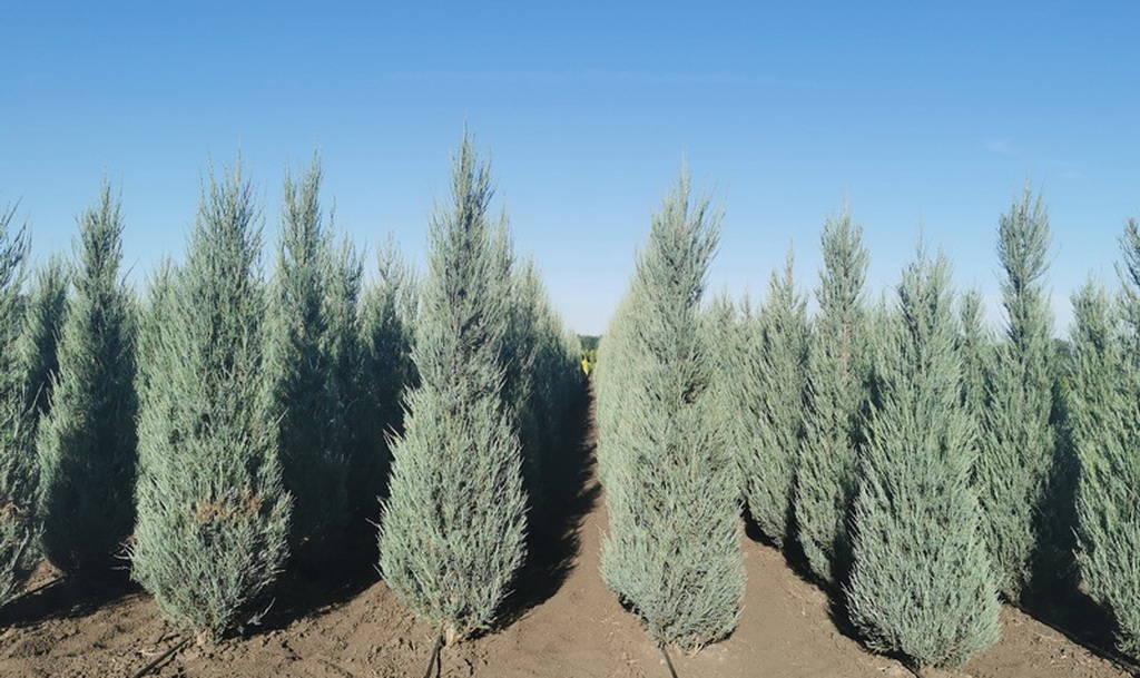 Juniperus scopulorum `Blue Arrow`_2020.09.01 (2).jpg